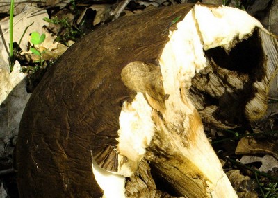 in bosco di leccio 4